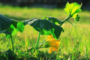 news-green-shoots